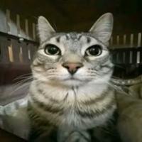 Avatar:
